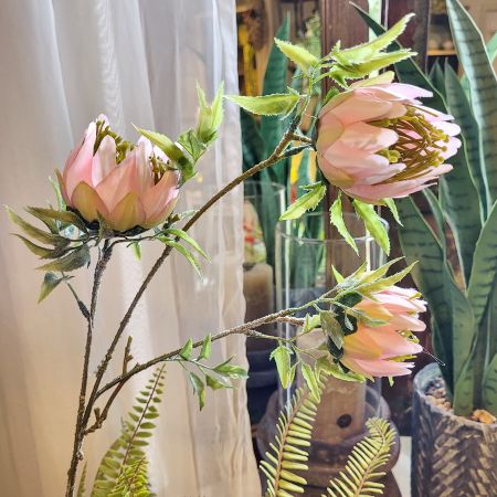 Protea Zweig rosa