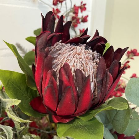 Protea Zweig rot