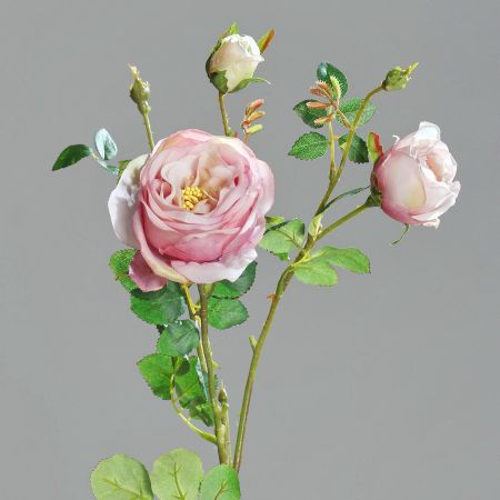Rose, rose/ violett