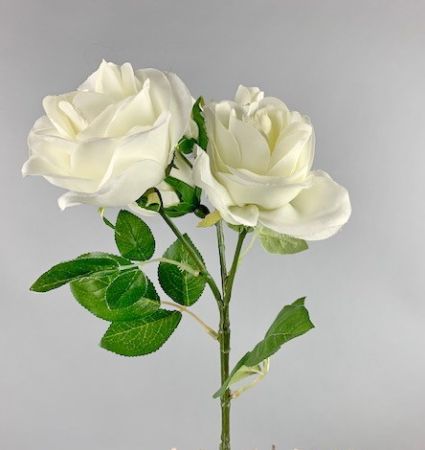 Rose, weiß 5 Blüten