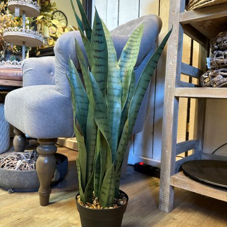 Sansevieria im Topf