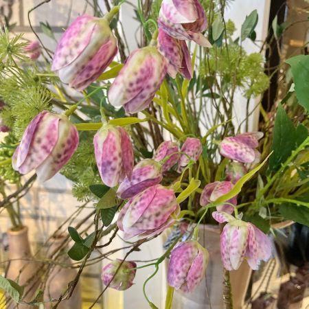 Schachbrettblume x 6 pink