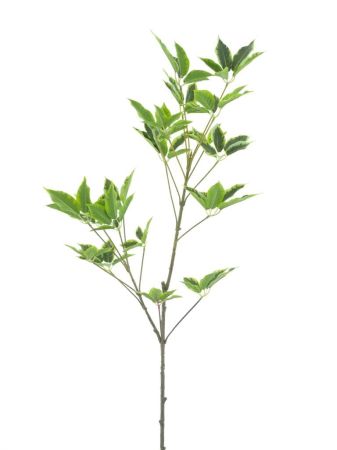 Schefflerazweig grün