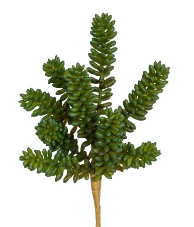 Sedum Sukkulentenpick x9 grün