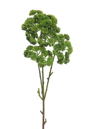 Sedum Zweig grün