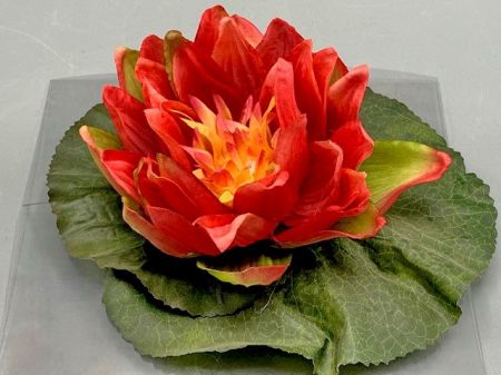 Seerose schwimmend rot