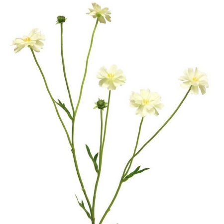 Skabiose Madelon cream