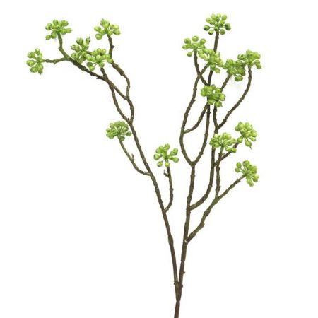 Strauch-Efeu Arborescens grün