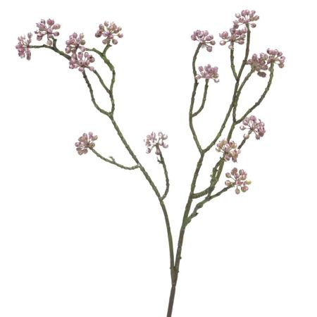 Strauch-Efeu Arborescens rosa