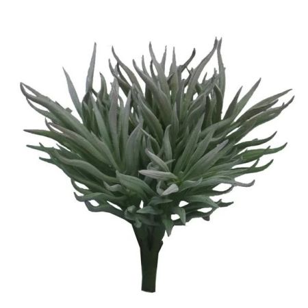 Sukkulente Crassula Himalaya grau