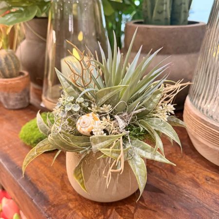 Sukkulentenarrangement im Topf taupe