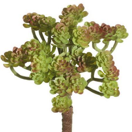 Sukkulentenpick Hauswurz grün/braun