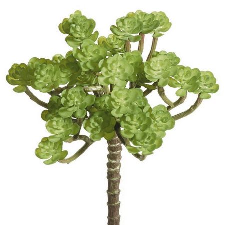 Sukkulentenpick Hauswurz hellgrün