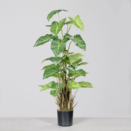 Syngonium Pflanze