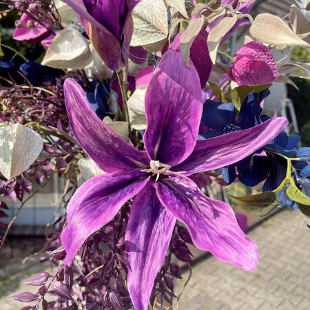 Tiger Lilie purple