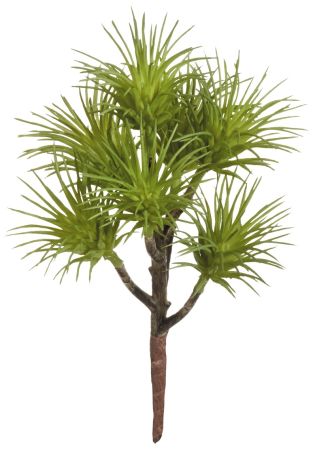 Tillandsia Pick x7 grün 