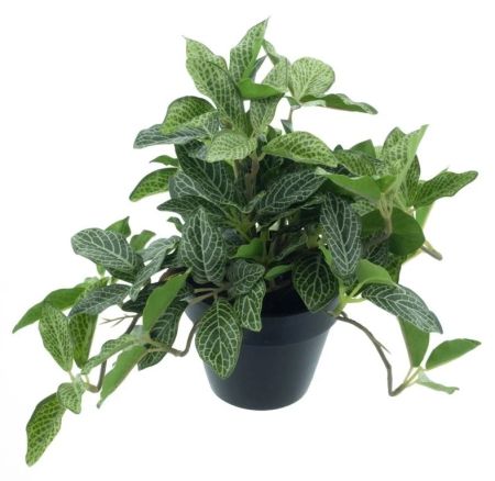 Tradescantia Pflanze grün im Topf
