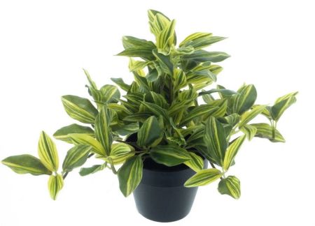 Tradescantia Pflanze grün/hellgrün im Topf