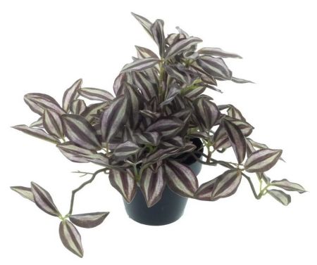 Tradescantia Pflanze rot im Topf