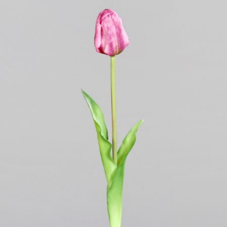 Tulpe geschlossen fuchsia (real touch)