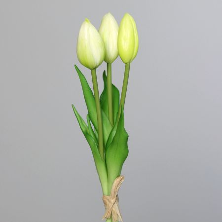 Tulpenbund cream (real touch)