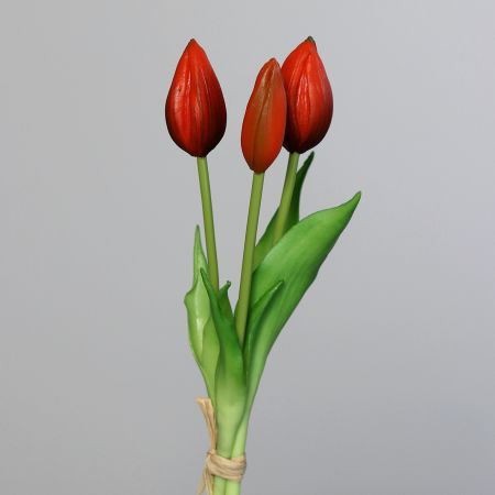 Tulpenbund rot