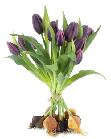 Tulpenbund x 12 aubergine mit Wurzeln