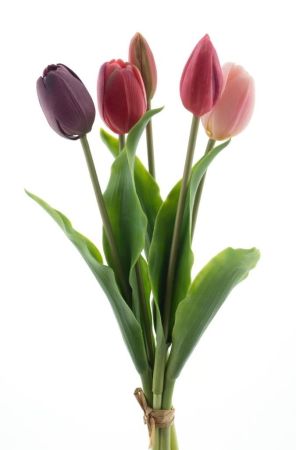 Tulpenbund x 5 purple/beauty/combo real touch