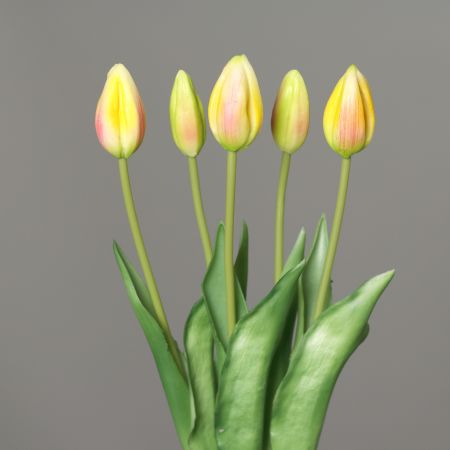 Tulpenstrauß apricot-green 