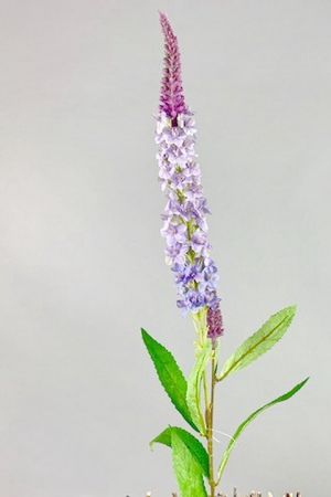 Veronica Blüte lila