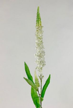 Veronica Blüte weiß