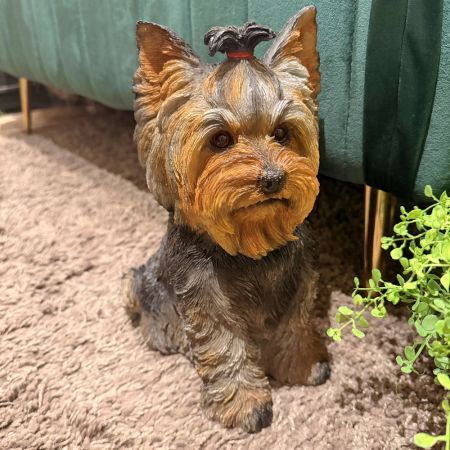 Yorkshire Terrier 'Susi'