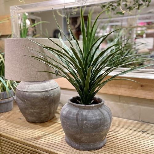 geigenfeigen Geigenfeige (Ficus lyrata) XXL-Größe kaufen main image 0