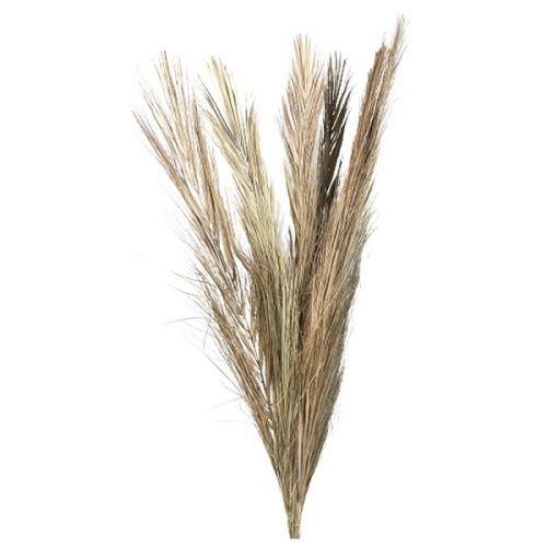 Trockenfarn Aride mix ca. 110 cm Ganzjahr - tewa-shop.de